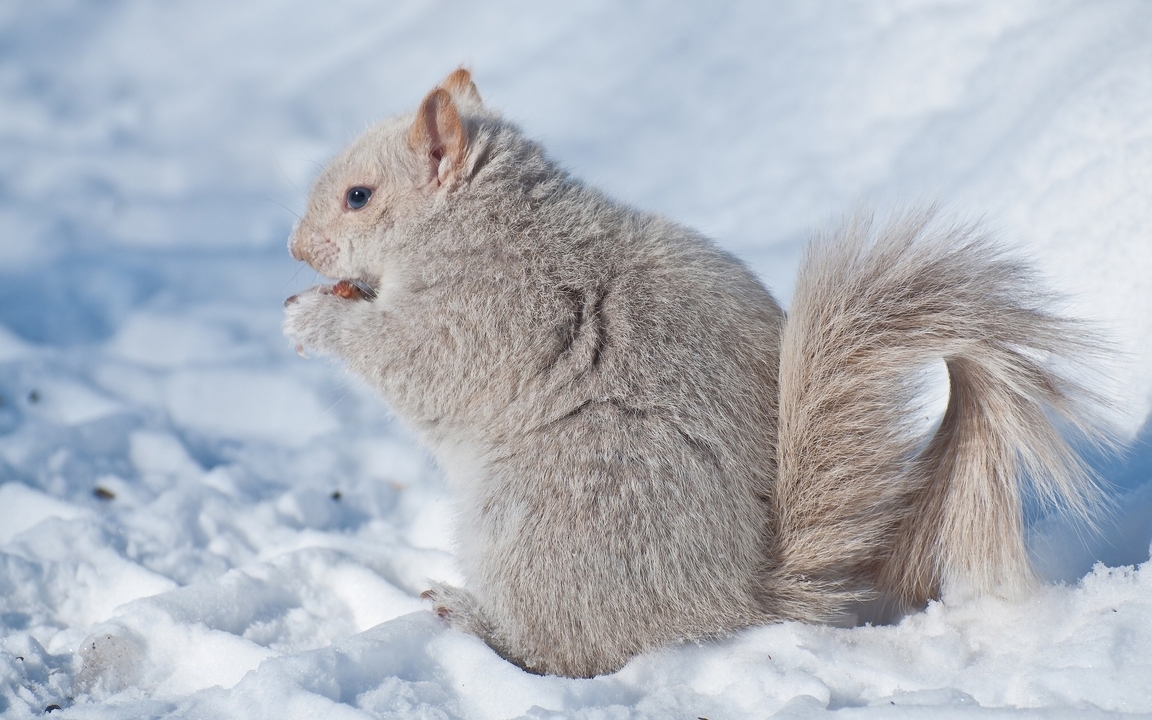 Image: Squirrel, white, profile, winter, snow, fluffy, animal, nibbles