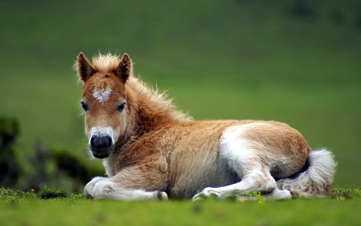 Image: Grass, green, foal, horse, little, blurred background
