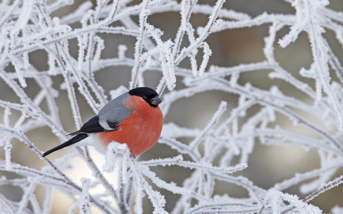 Image: Bullfinch, frost, twigs, winter