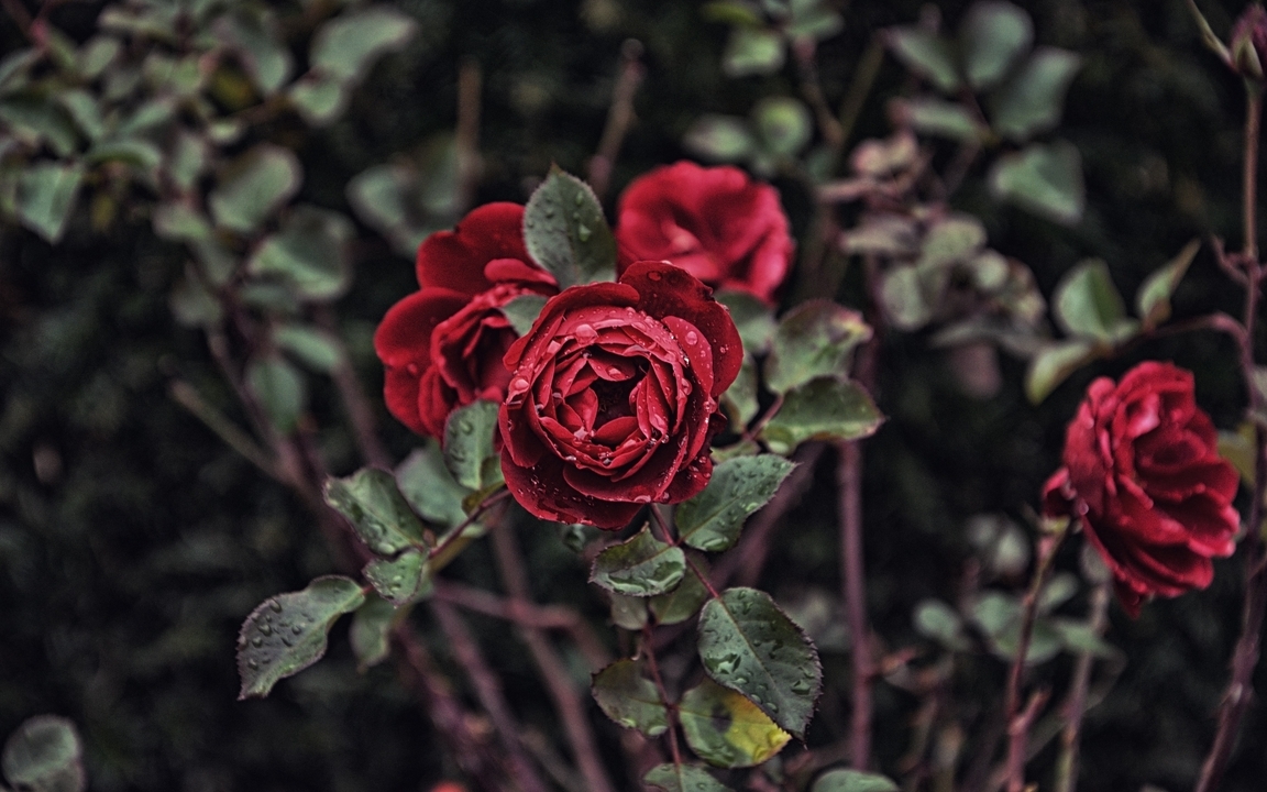 Картинка: Розы, красные, листья, лепестки, бутон, куст, капли