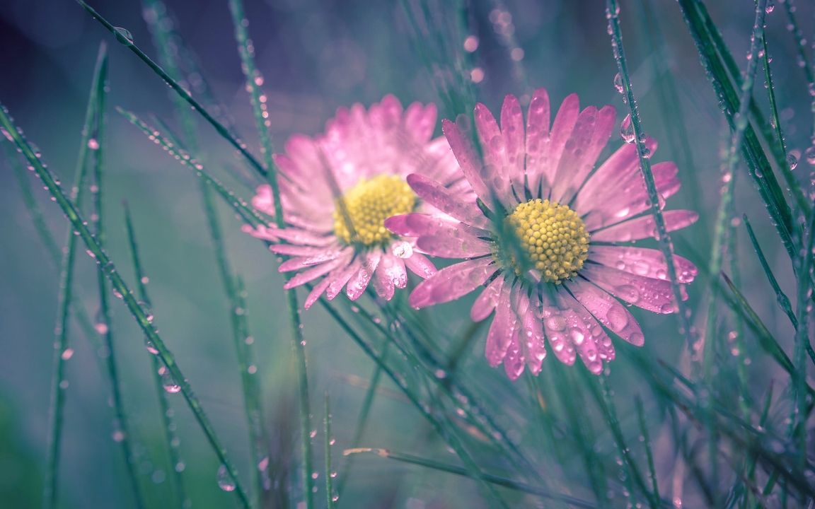 Image: Chamomile, macro, drops, dew, grass, blur