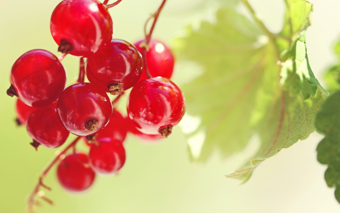 Image: Red currant, fruit, ripe, berries, leaves