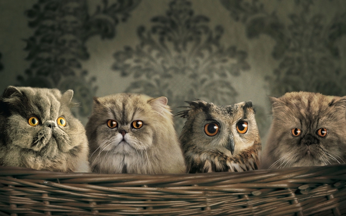Image: Cat, owl, camouflage, sight, eyes
