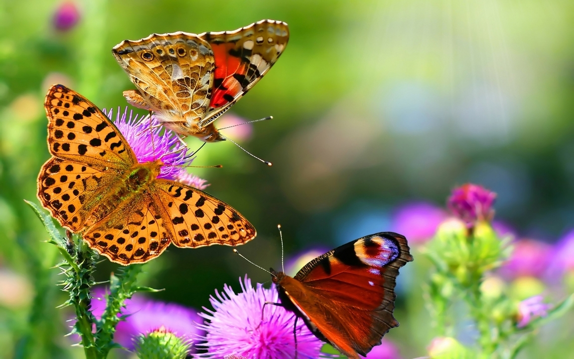 Image: Butterflies, wings, antennae, Thistle, flowers, plant
