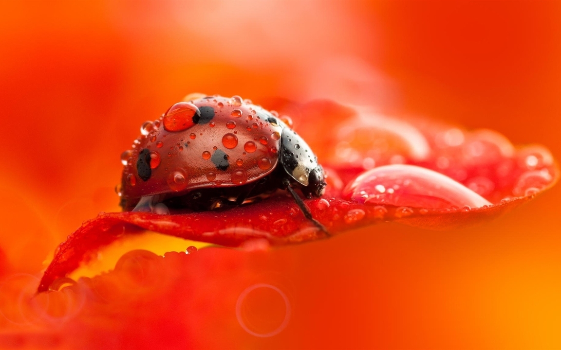 Image: Ladybug, black spots, drops, leaf, macro, blurring