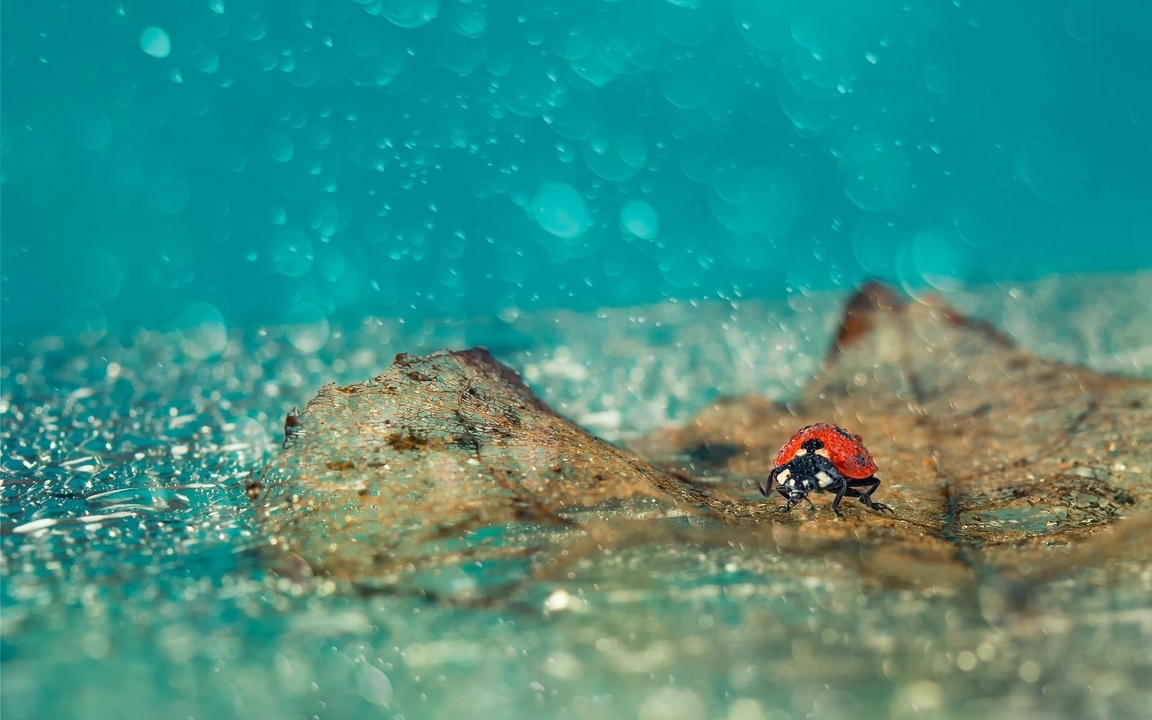 Image: Insect, ladybug, drops, macro, leaves, glare