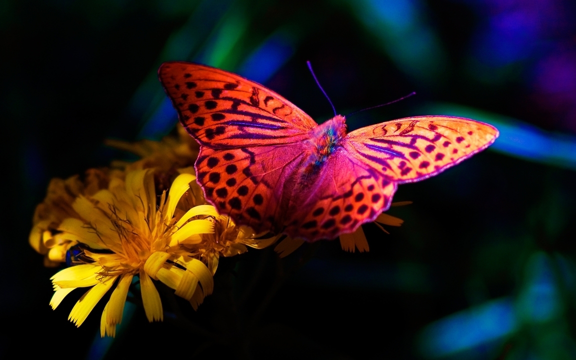 Image: butterfly, yellow flowers, night, nature