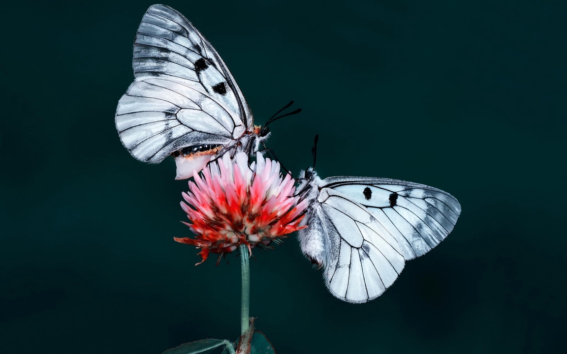 Image: Flower, butterflies, Mnemosyne, sitting