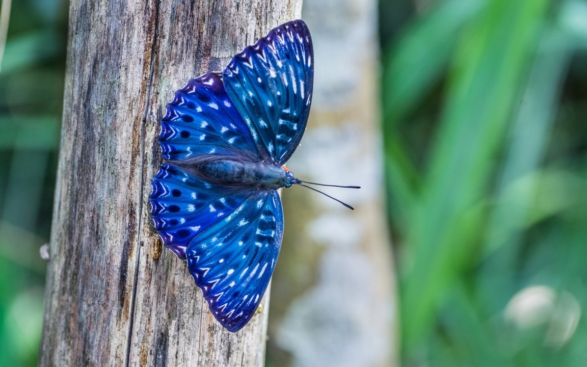 Image: Butterfly, blue, wings, color, tree, beautiful