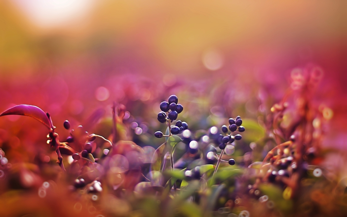 Image: Berries, sun, glare, bokeh, blur