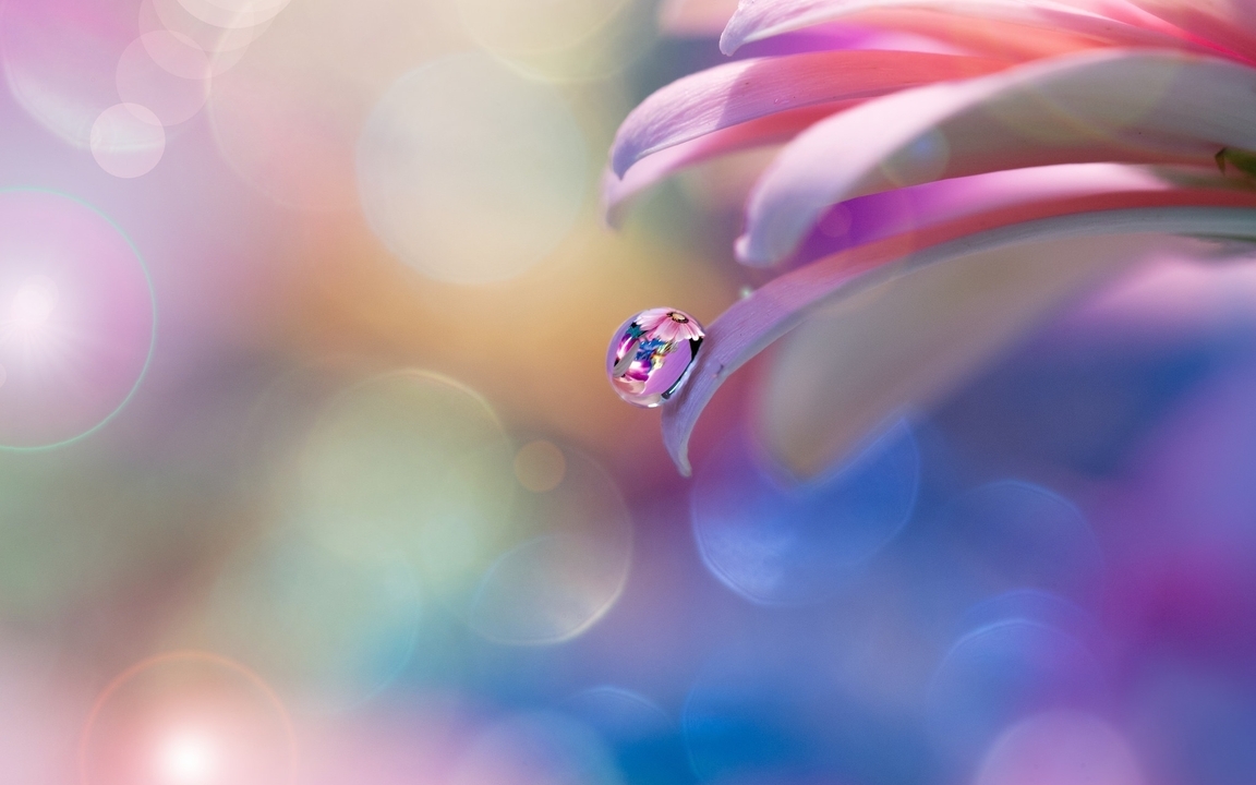 Картинка: Капля, вода, отражение, роса, цветок, блики, цвета