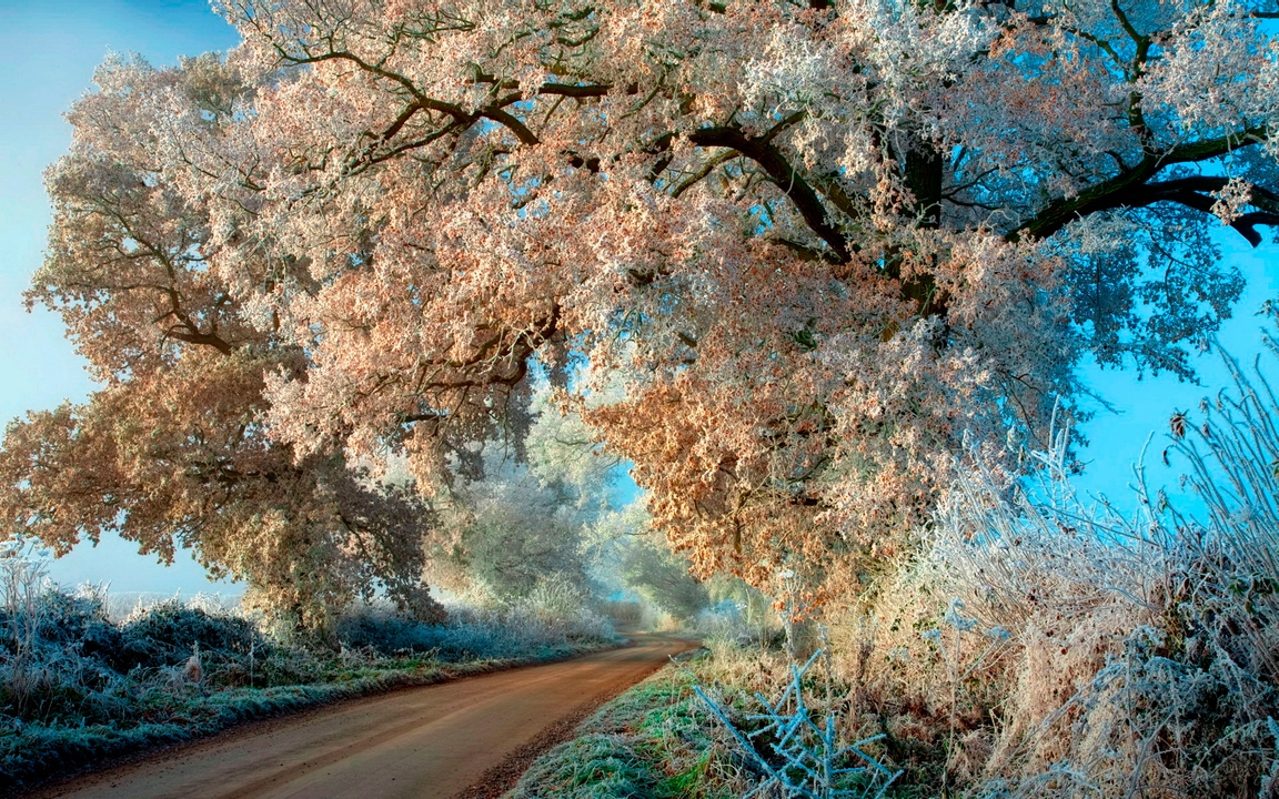 Картинка: Дерево, ветка, иней, заморозки, дорога, трава, небо