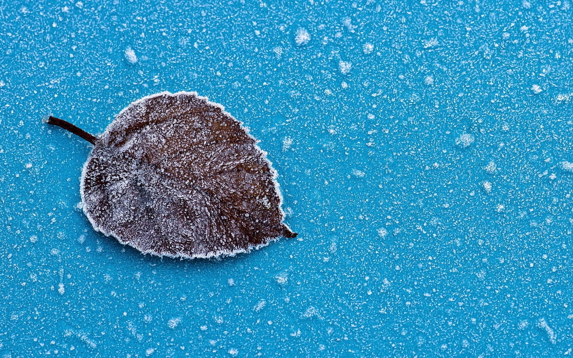 Картинка: Лист, изморозь, капли, снег, иней, голубой фон