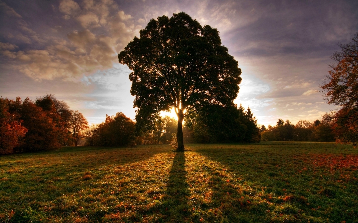 Image: Landscape, sunrise, tree, field, trees, grass, sun rays, shadow