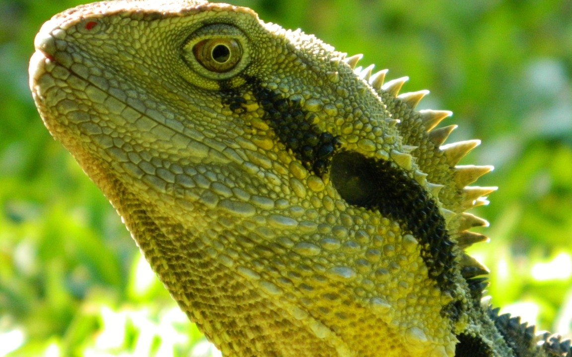 Image: Lizard, look, green, leather