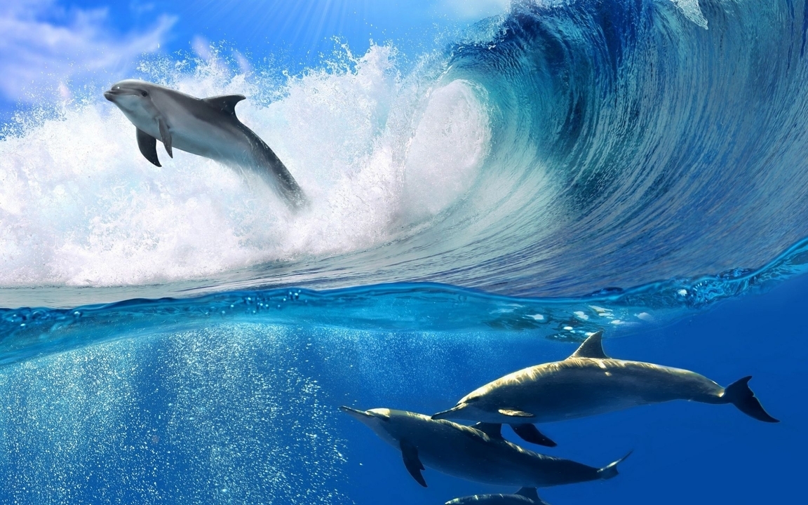 Image: Dolphins, flock, sea, wave, spray light