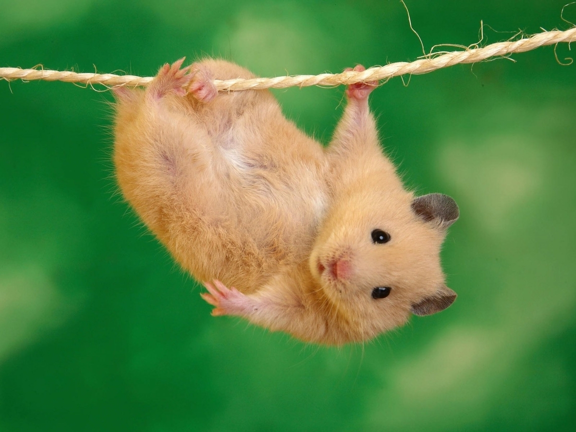 Image: Hamster, fur, eyes, ears, feet, hanging, rope