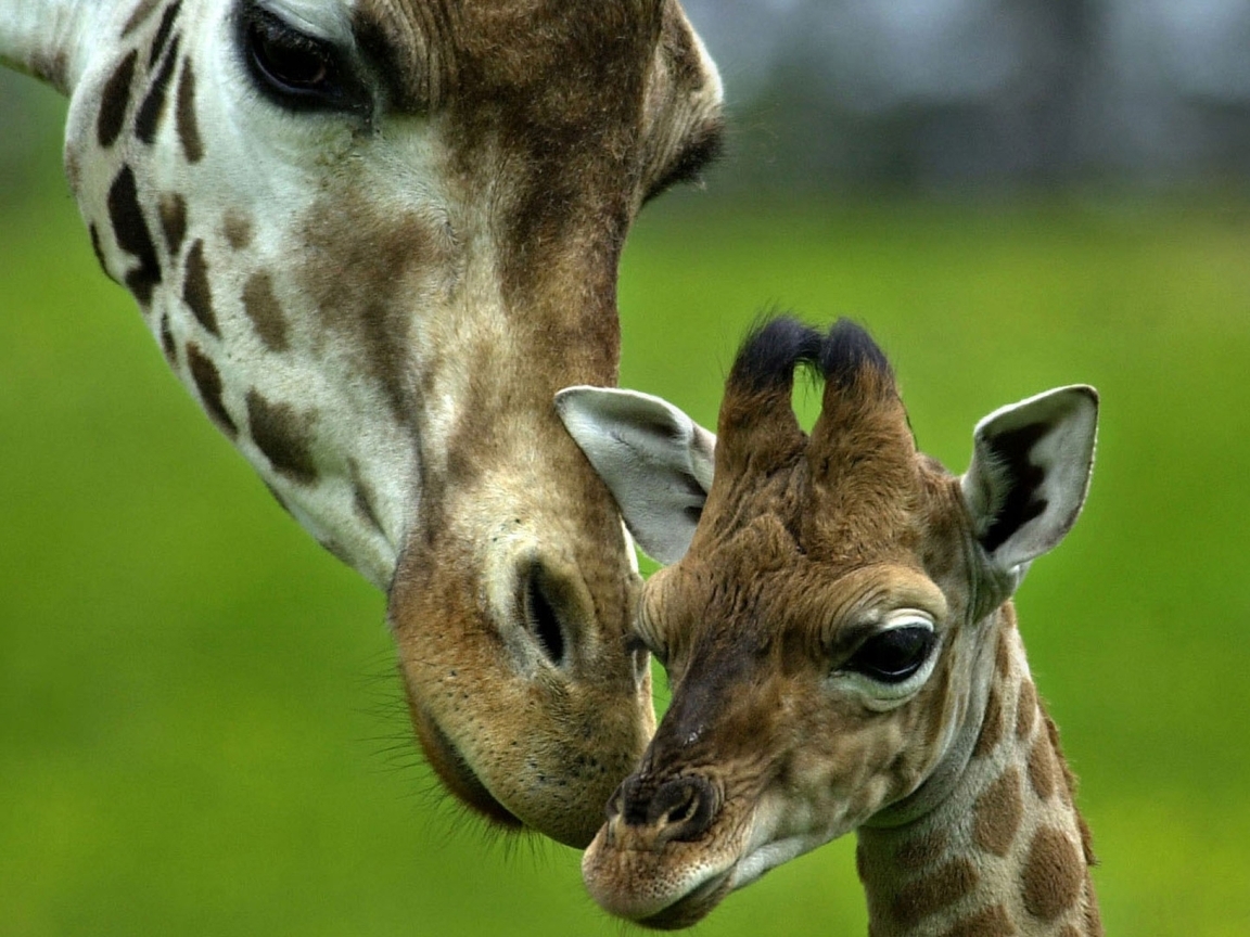Картинка: Жираф, пара, мать, детёныш, любовь, забота