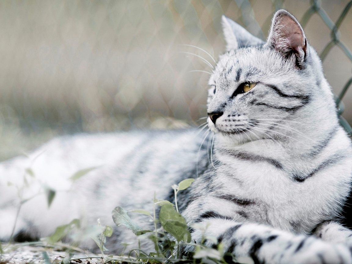 Картинка: Кот, белый, полосатый, трава, лежит, забор