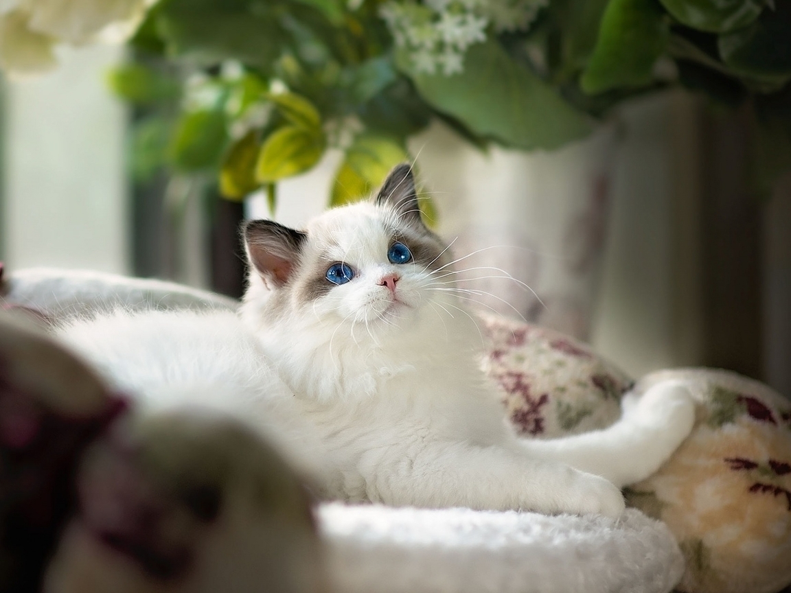Image: Blue-eyed, cat, white, lies