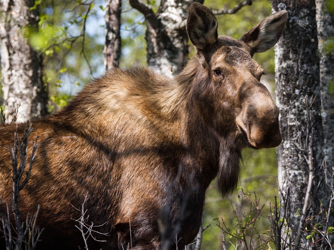 Image: Elk, moose, female, forest, trees