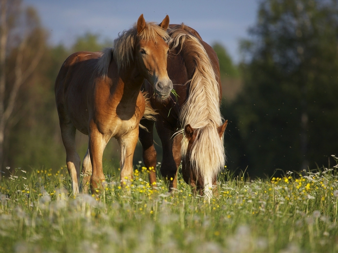 Картинка: Лошадь, пара, едят, трава, поле, боке