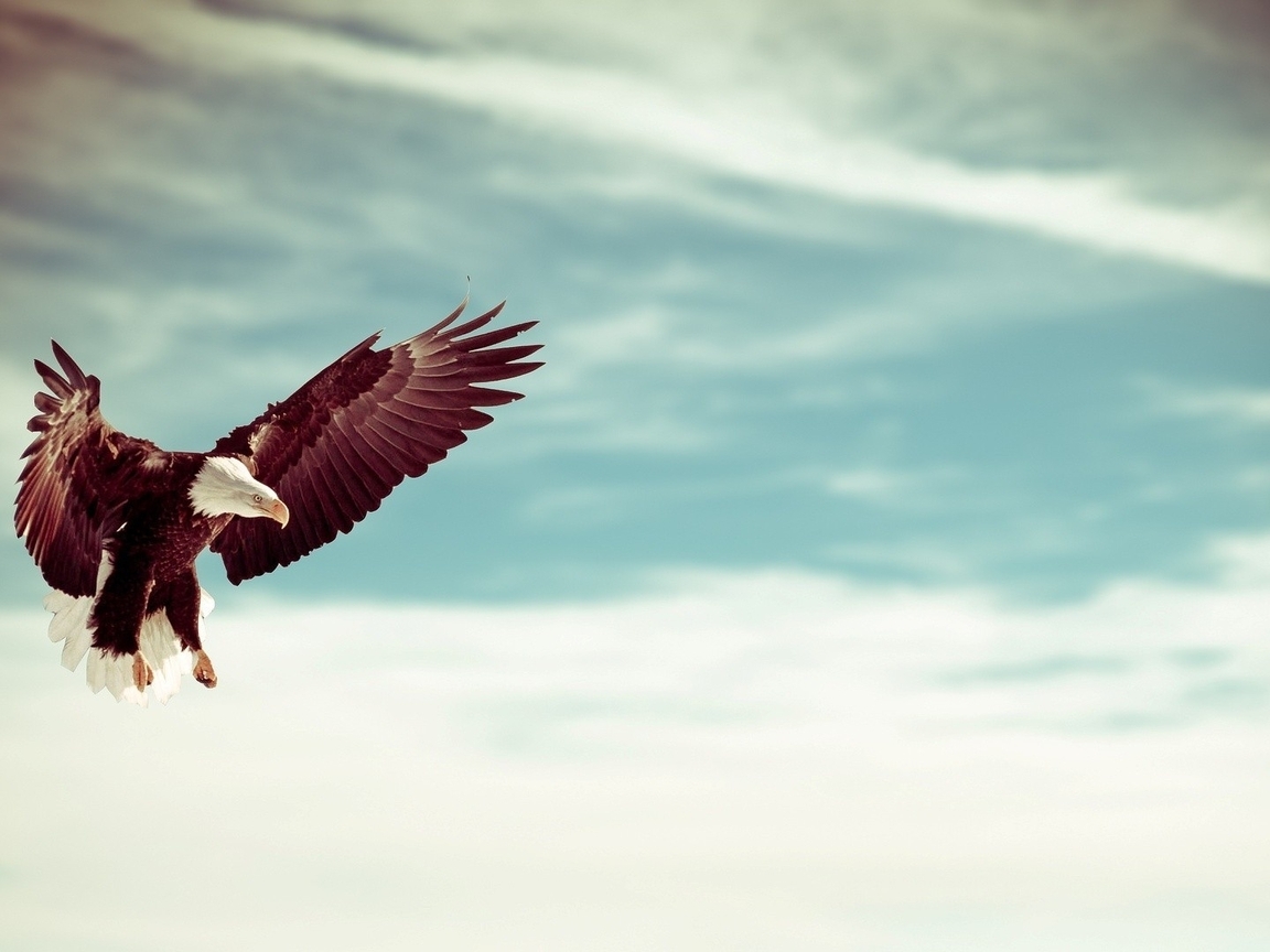 Image: Bald eagle, eagle, bird, prey, wings, flight, sky