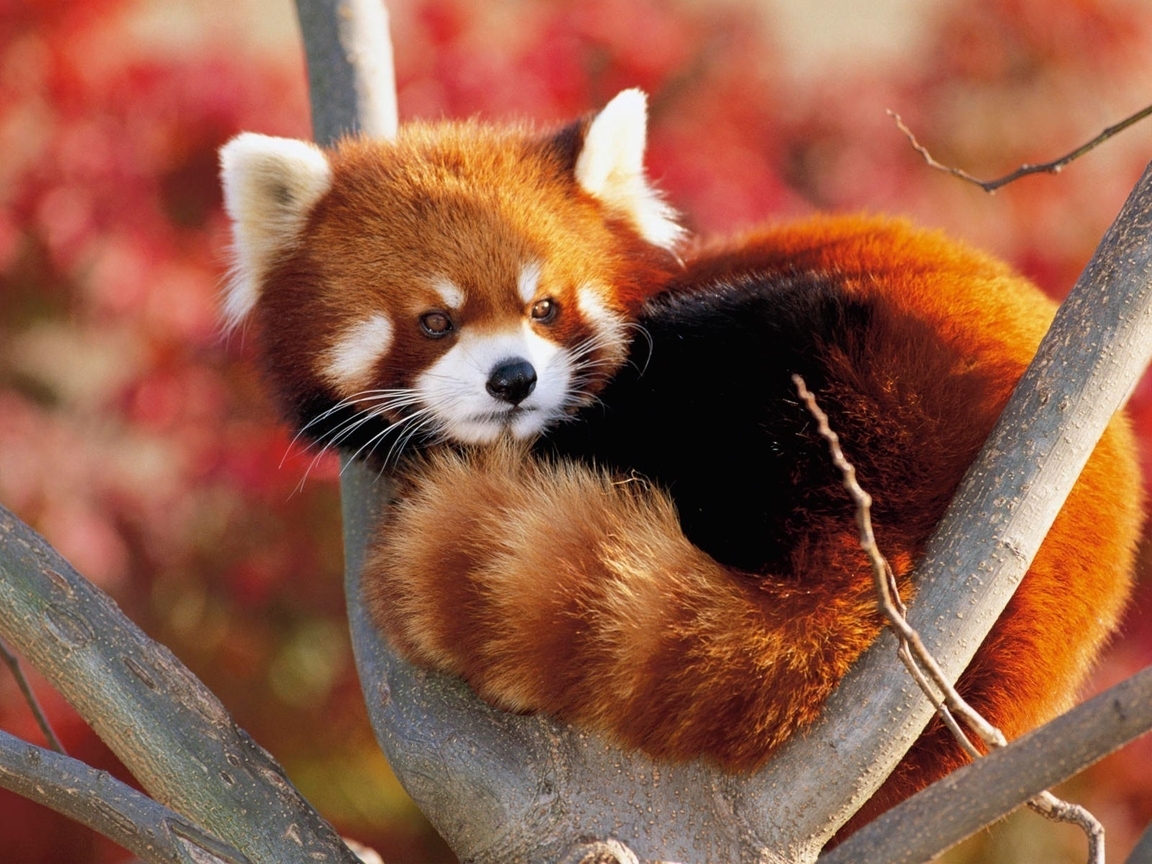 Image: Red Panda, stripes, face, fur, lying, branches, carnivore