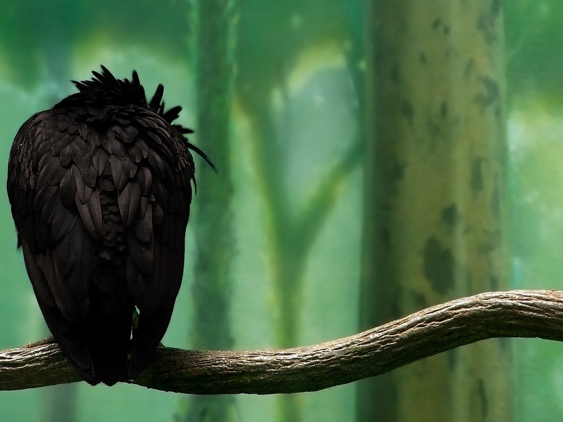 Image: Bird, Raven, trees, branch, sitting
