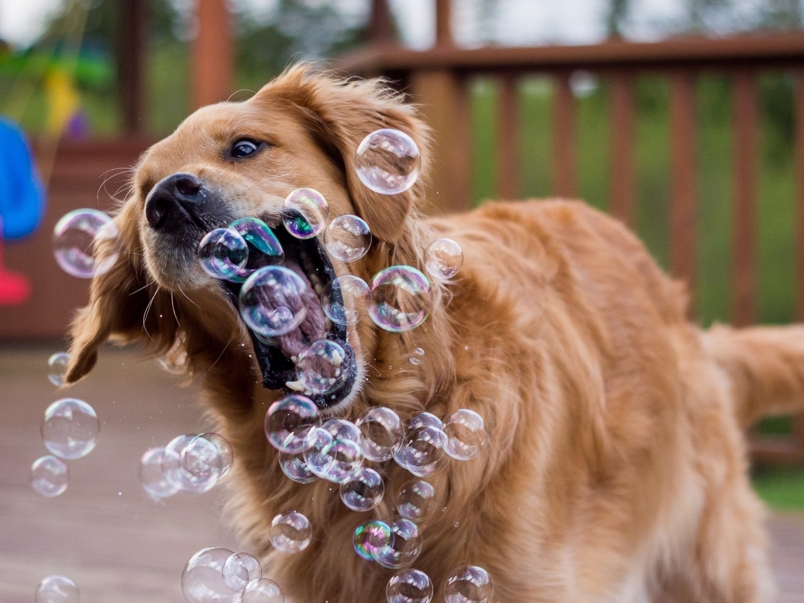 Картинка: Собака, золотистый, ретривер, мыльные, пузыри, ловит, играет