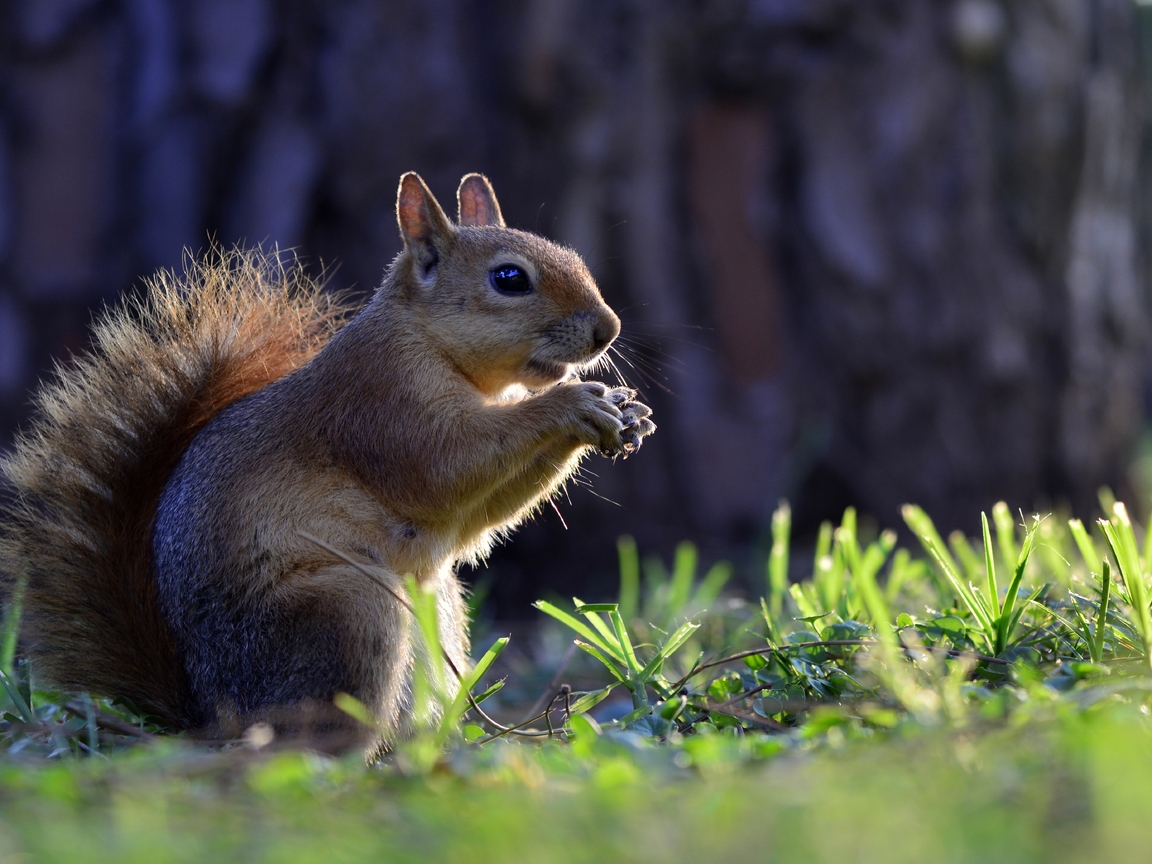 Image: Squirrel, sitting, chewing, forest