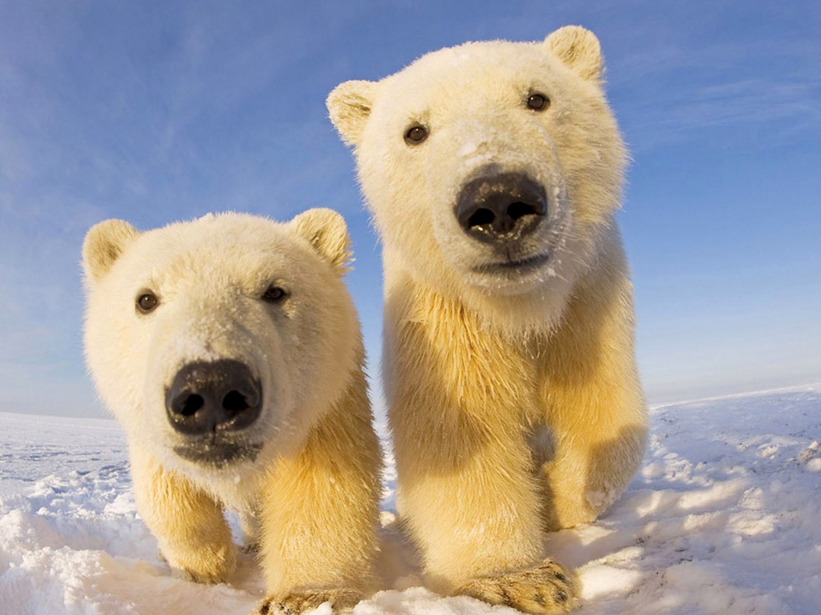 Image: Bear, white, pair, snow