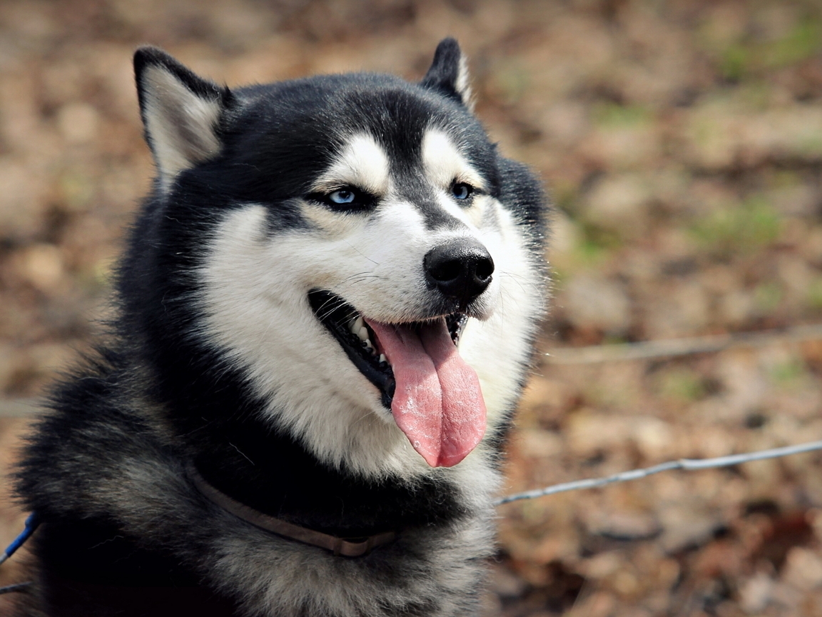 Картинка: Сибирский хаски, собака, язык