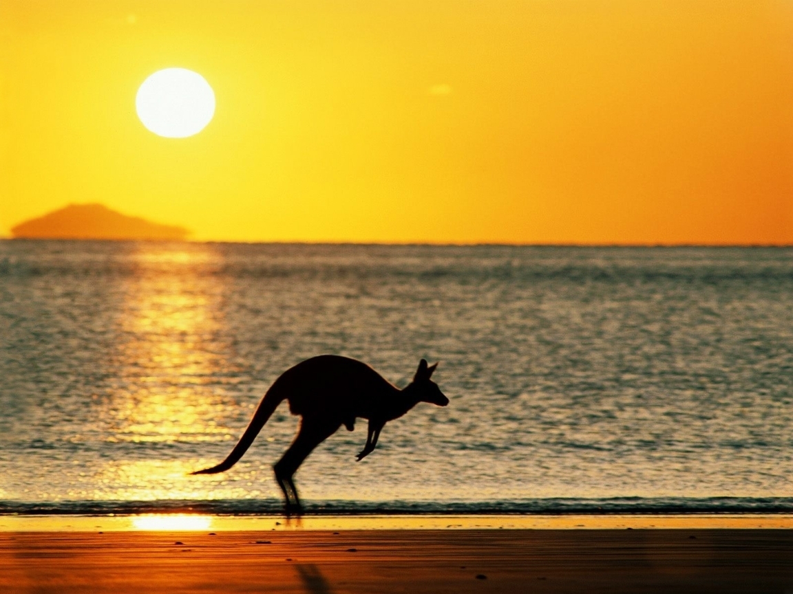 Image: Sea, beach, coast, kangaroo, jump, sun, sunset