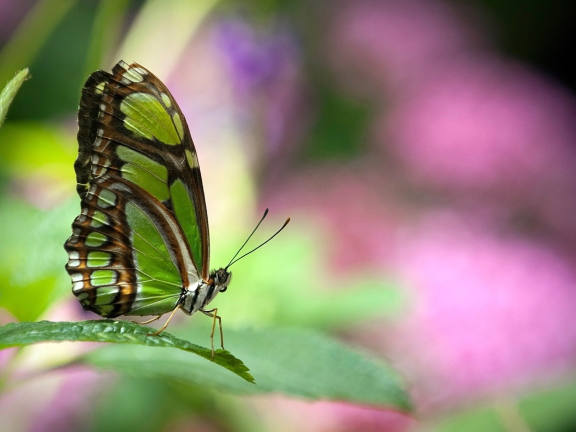 Image: Butterfly, wings, antennae, leaf, green
