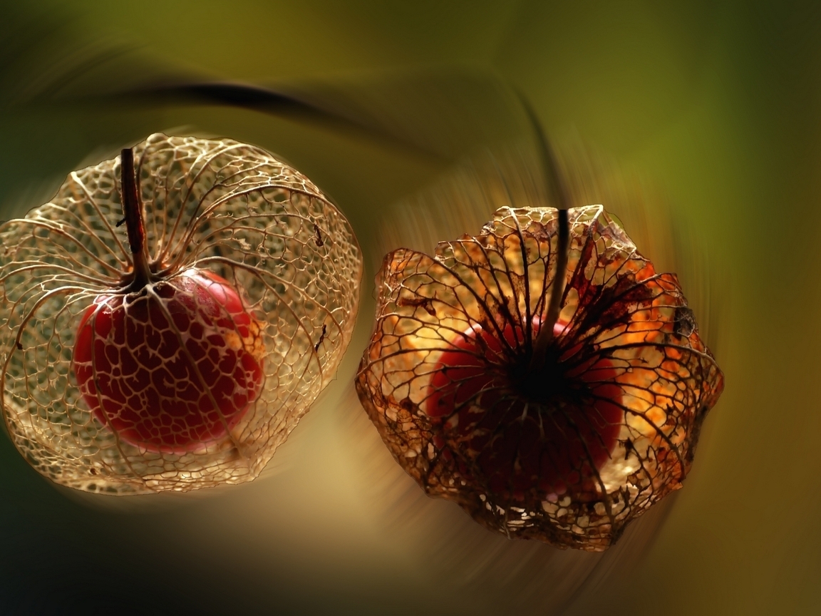 Картинка: Физалис, ягода, плод, прозрачный