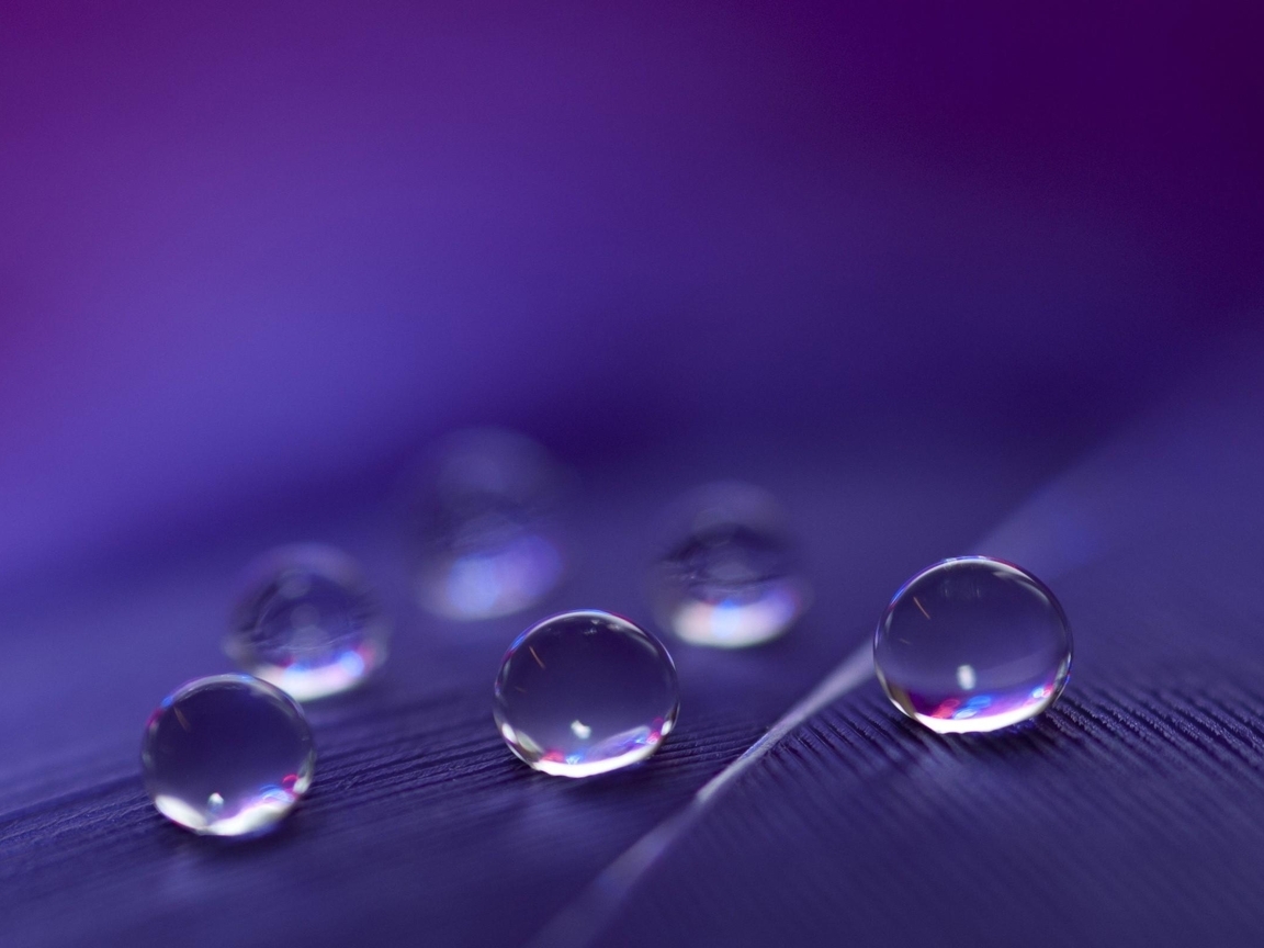 Image: Drops, water, feather, reflection, blue background