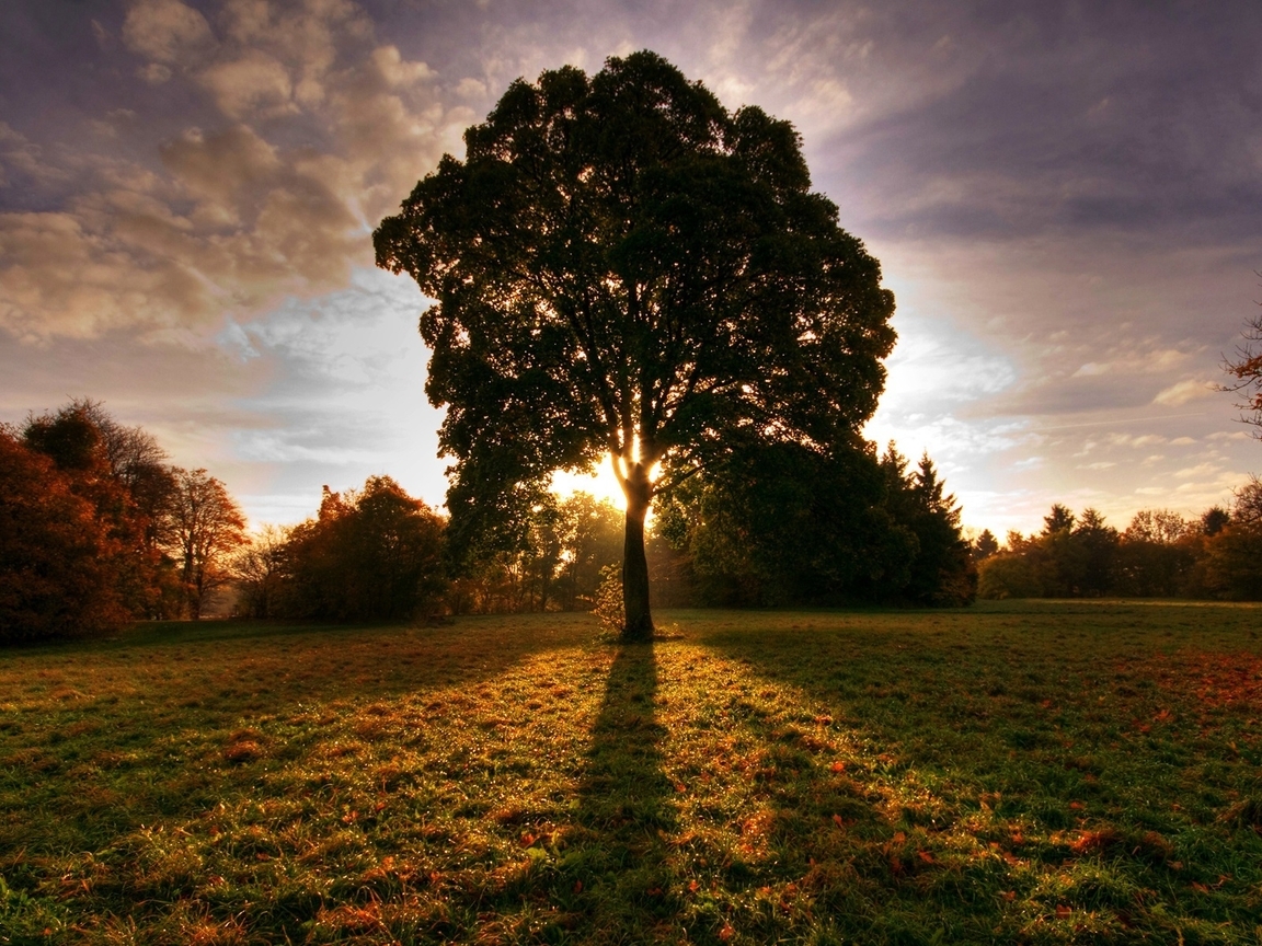 Image: Landscape, sunrise, tree, field, trees, grass, sun rays, shadow