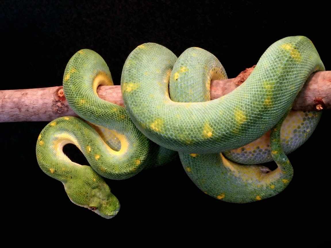 Картинка: Змея, чешуя, ветка, висит, Собакоголовый удав, зелёный, Зелёный древесный удав