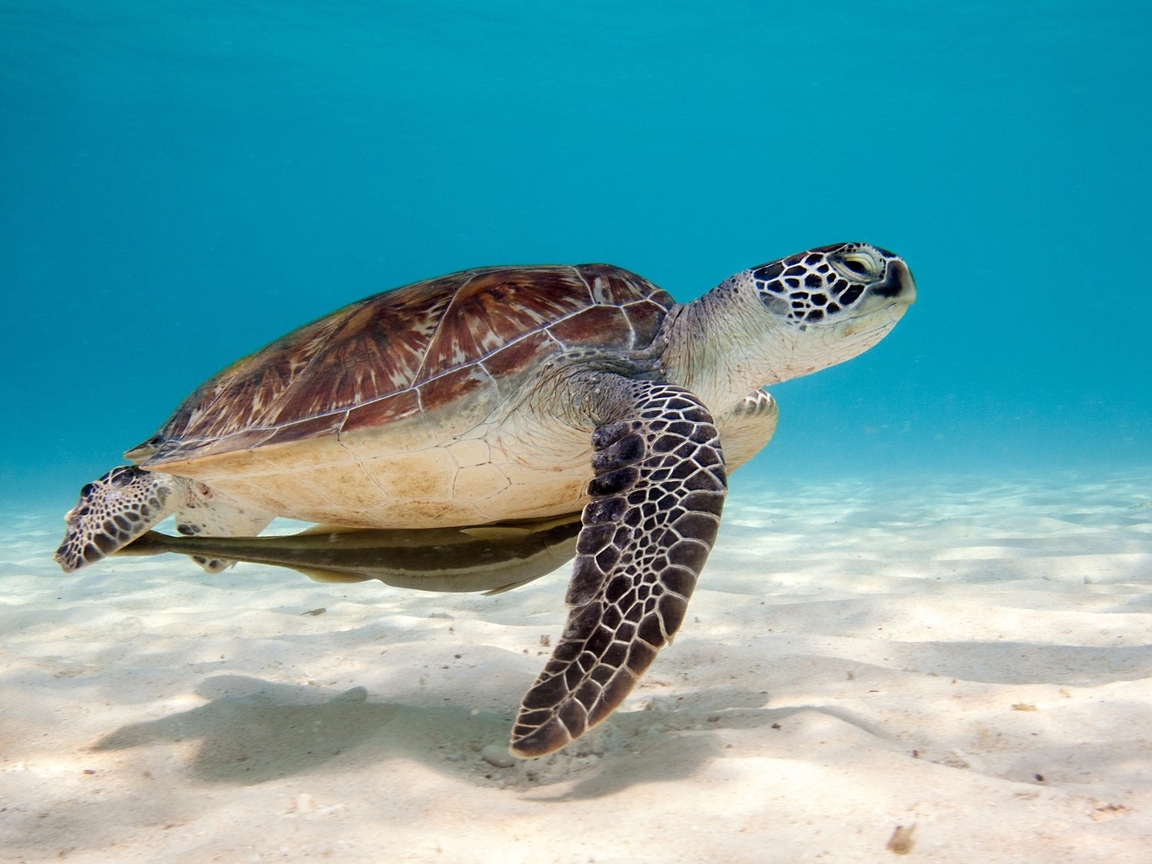 Image: Turtle, shell, sea floor, sand, water, shade