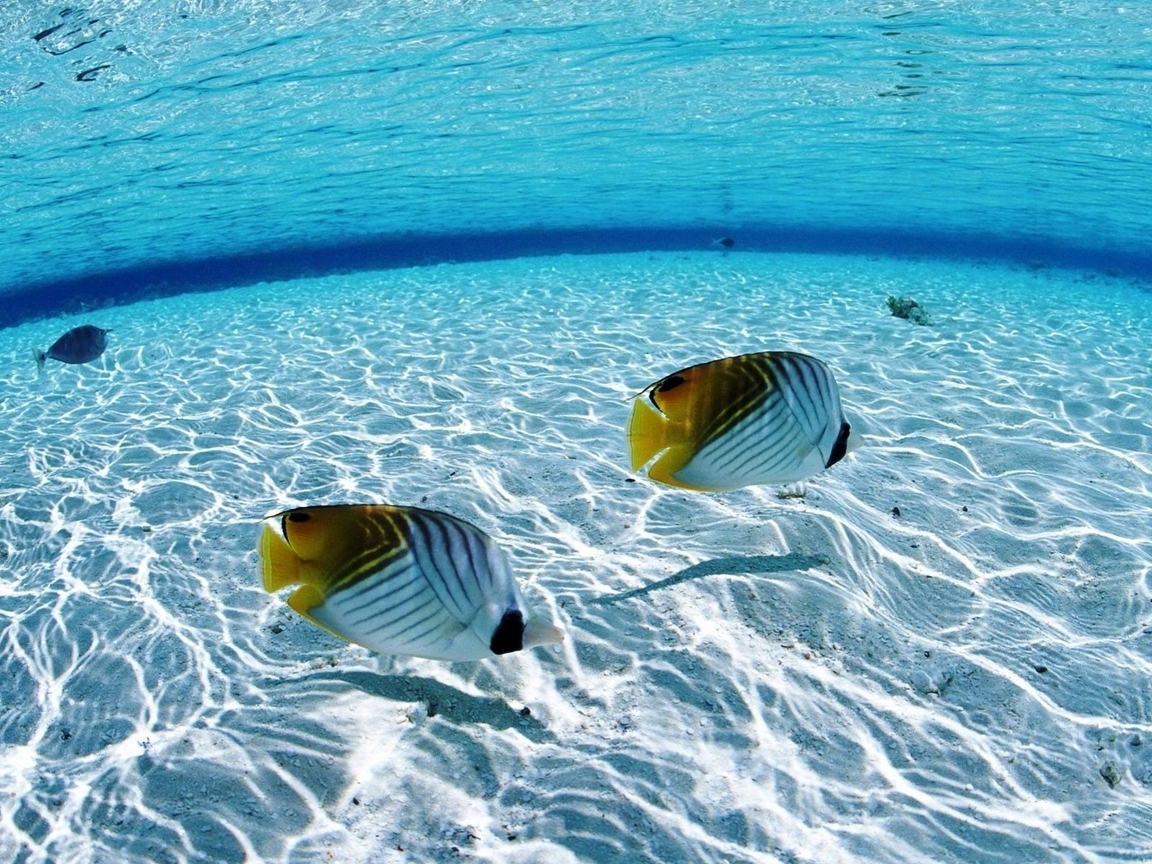 Image: Water, sea, fish, bottom, glare