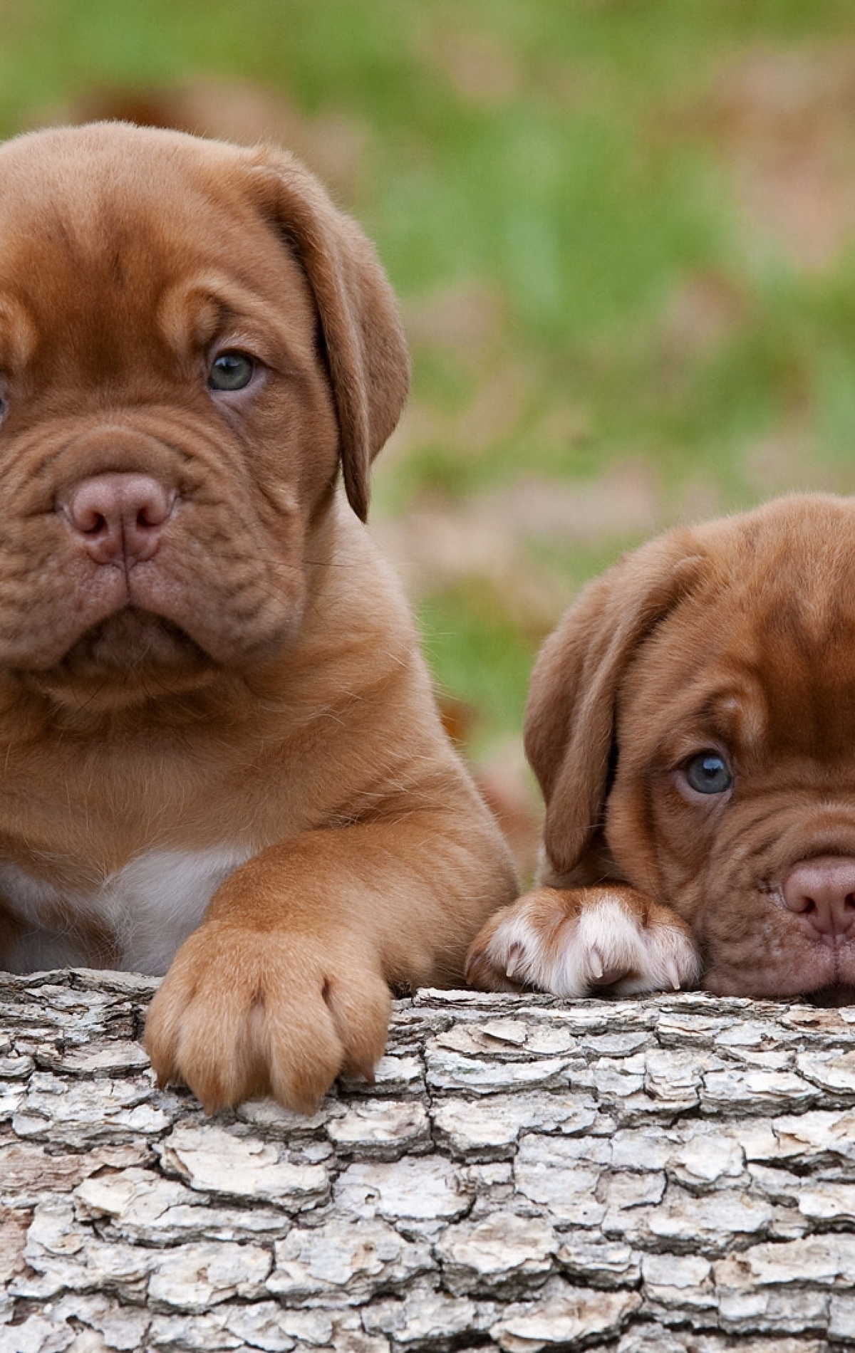 Image: Bordeaux dog, puppies, kids, look, caution