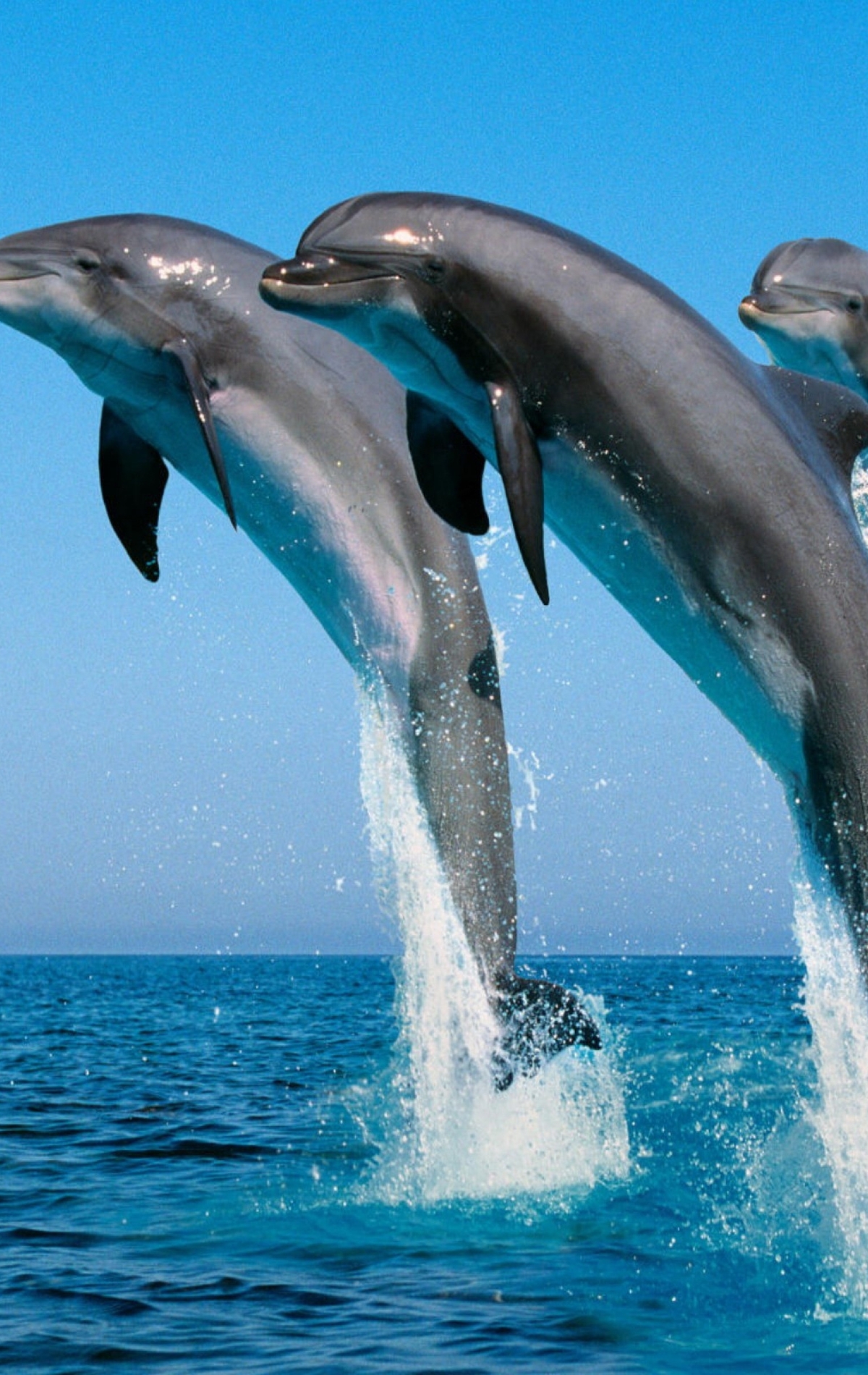 Image: animal, flock, dolphins