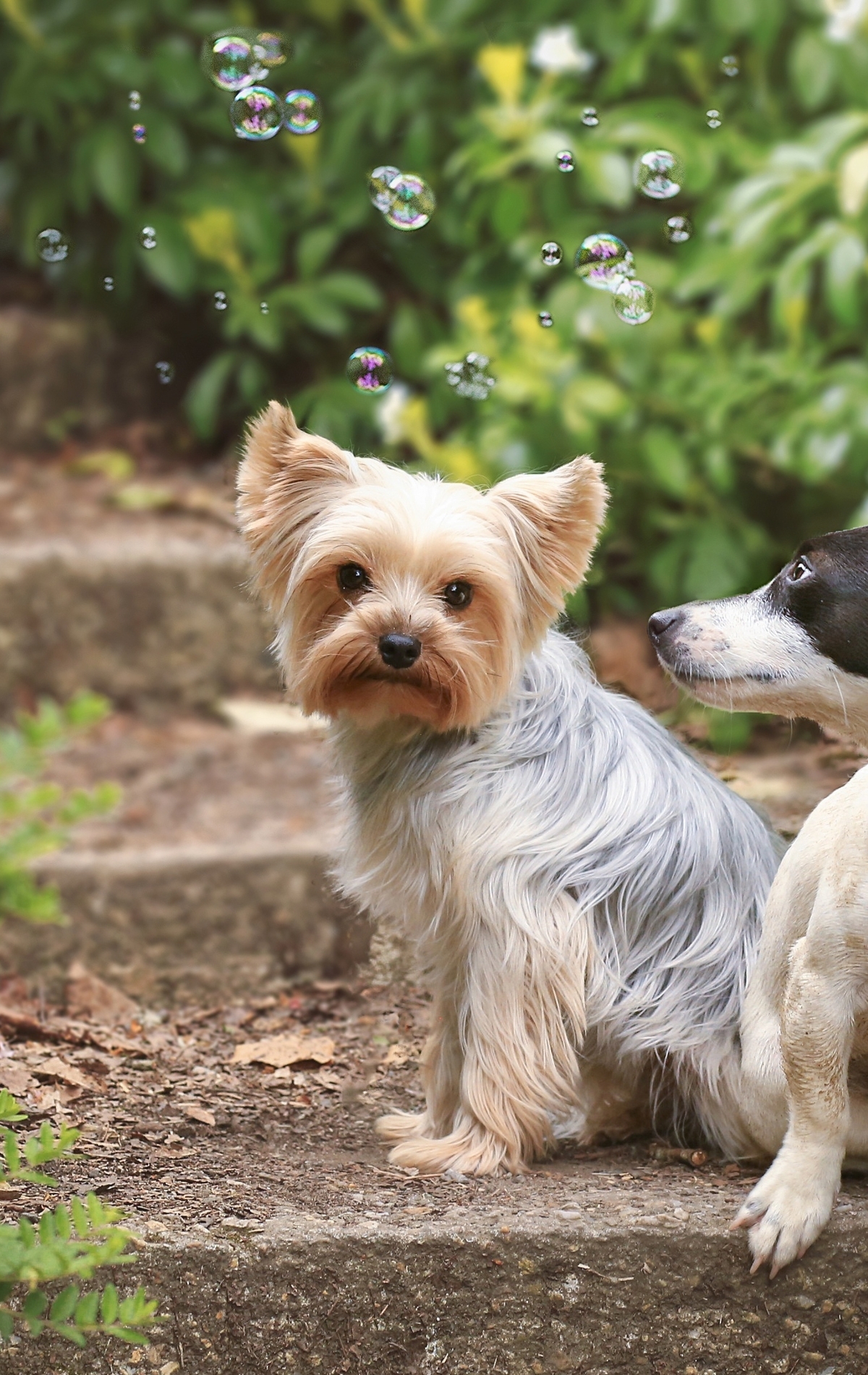 Картинка: Собаки, Dogs, пара, две, ступеньки, сидят, мыльные пузыри, Bubbles, зелень, йоркширский терьер