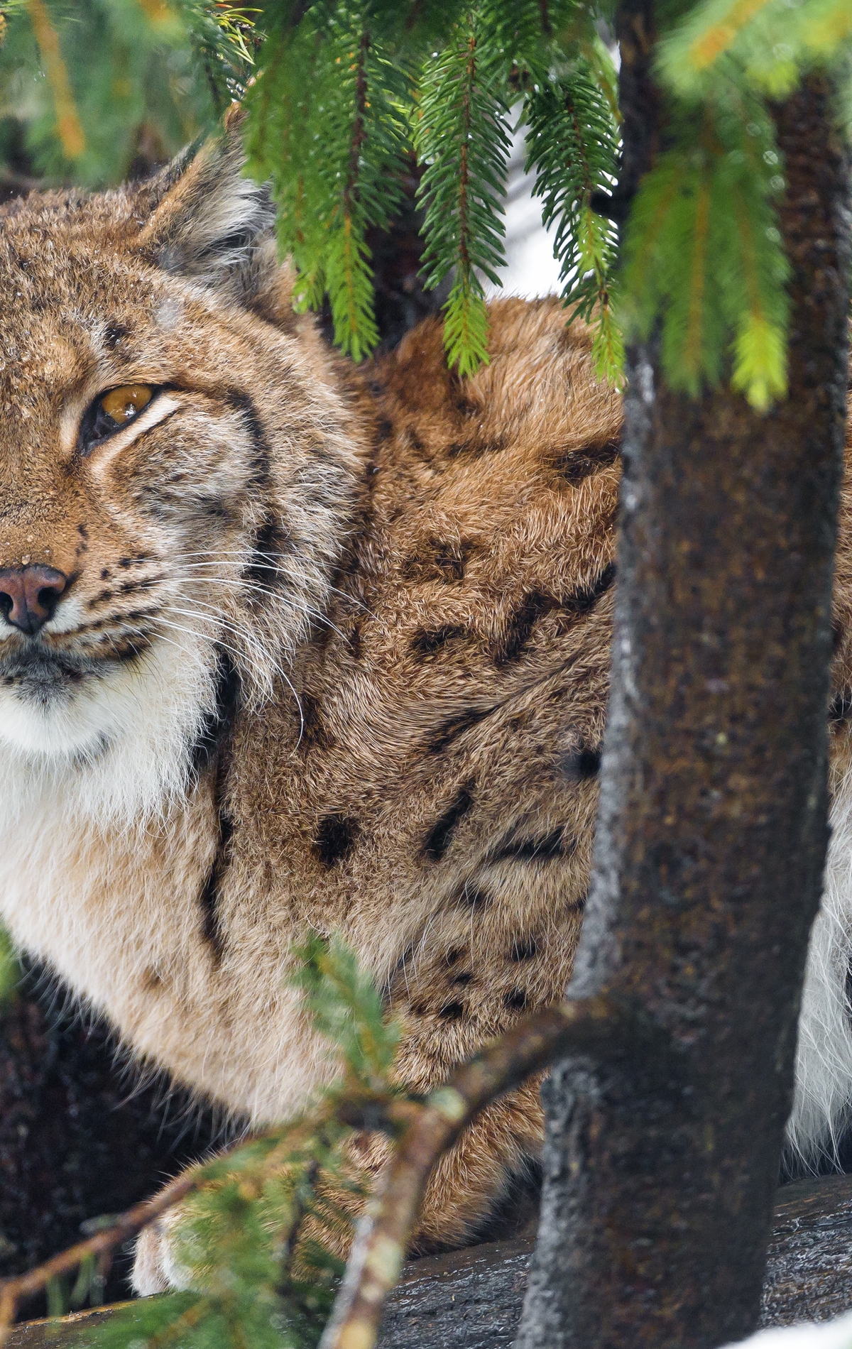 Image: Predator, branches, lynx, tree, needles, look, cat