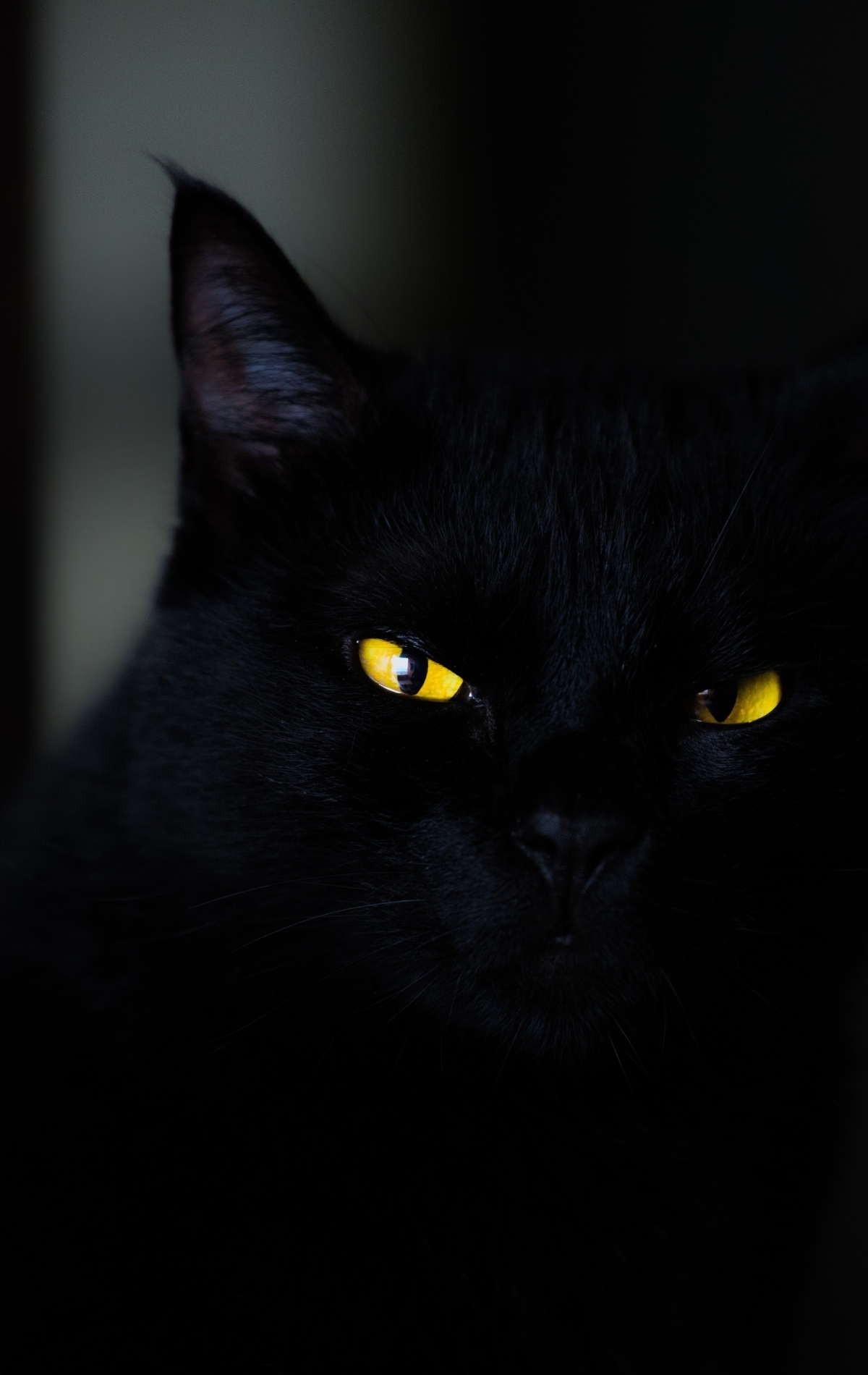 Картинка: Чёрный, black, кот, жёлтые, тёмный фон, глаза