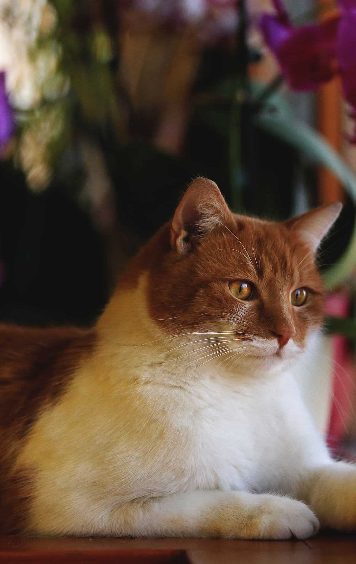 Картинка: Кот, котяра, рыжий, морда, взгляд, глаза, лапы, шерсть, смотрит, окно