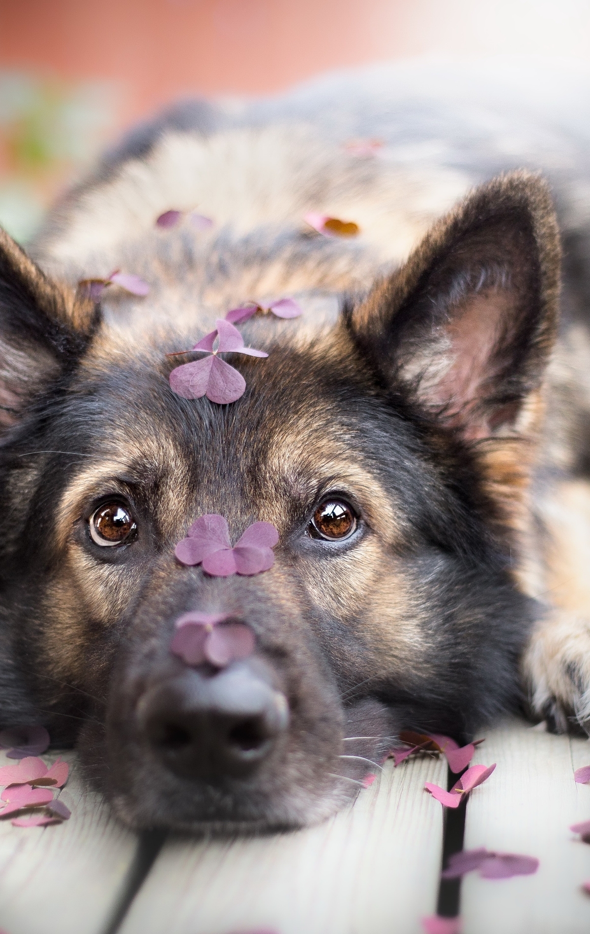Картинка: Собака, овчарка, лежит, взгляд, пол, доски, листья, клевер, размытость