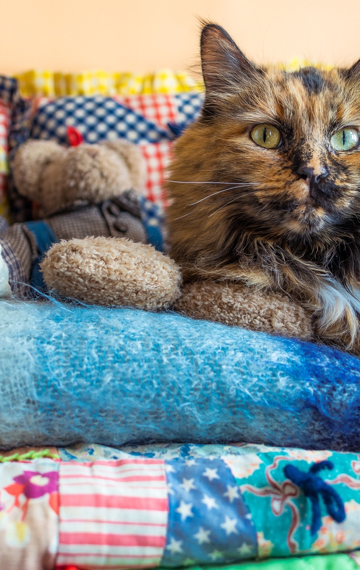Image: Cat, variegated, fluffy, lies, plaid, toys