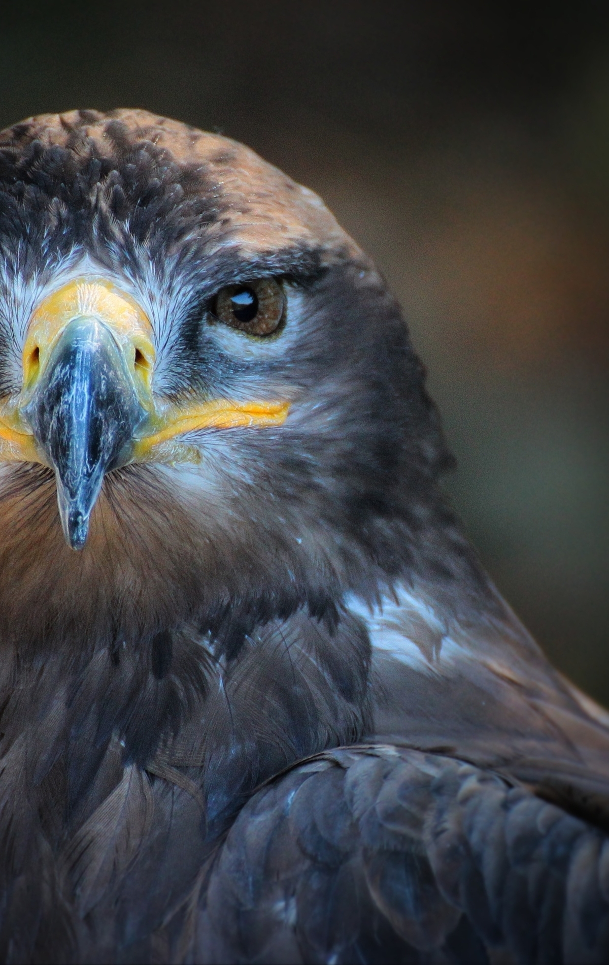 Image: Bird, look, animal, beak, eyes, feathers, predator, Falcon